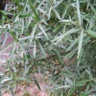 Саженец Облепиха мужская